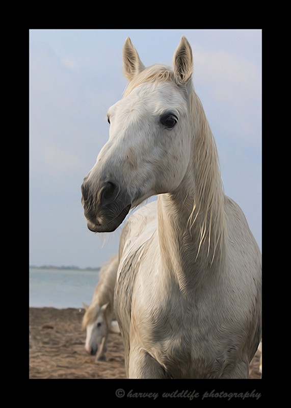 Picture of a Camargue horse portrait in Southern France. This image was edited to resemble an oil painting of a Camargue horse.