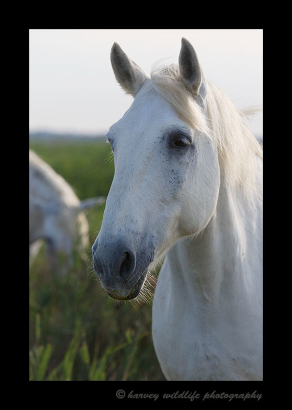 Picture of a camargue horse in Southern France