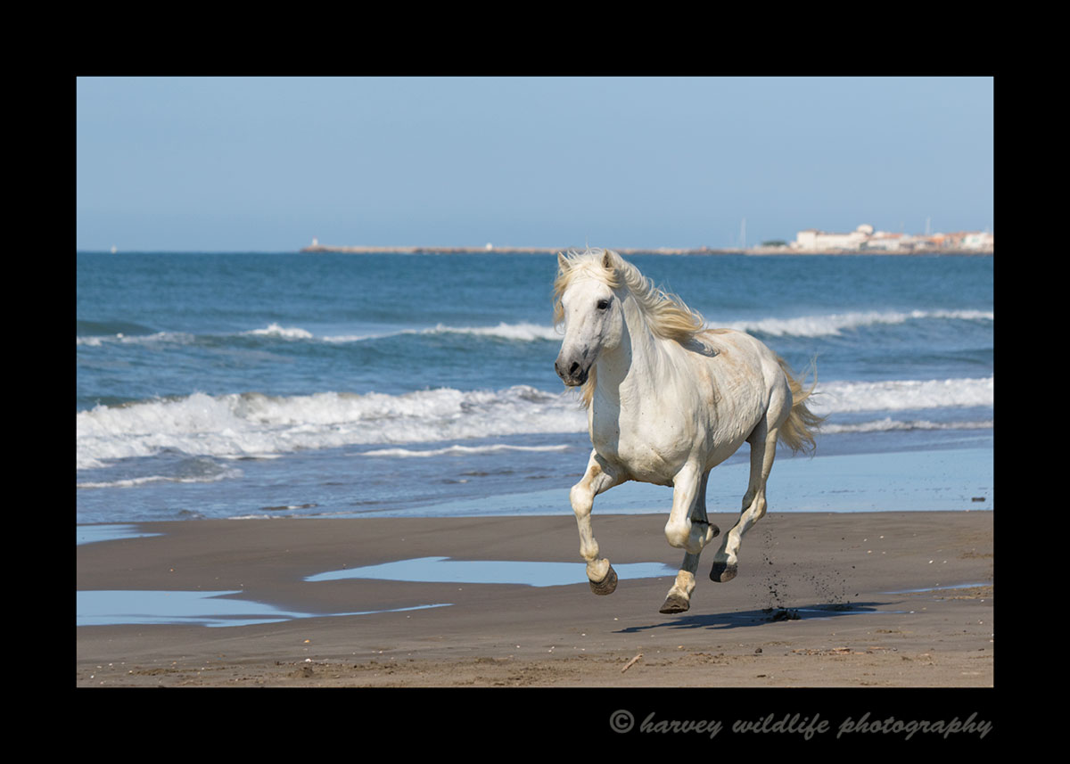 Camargue horse running along the beach in Southern France.