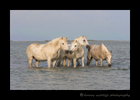 Camargue horses resting in the water. 