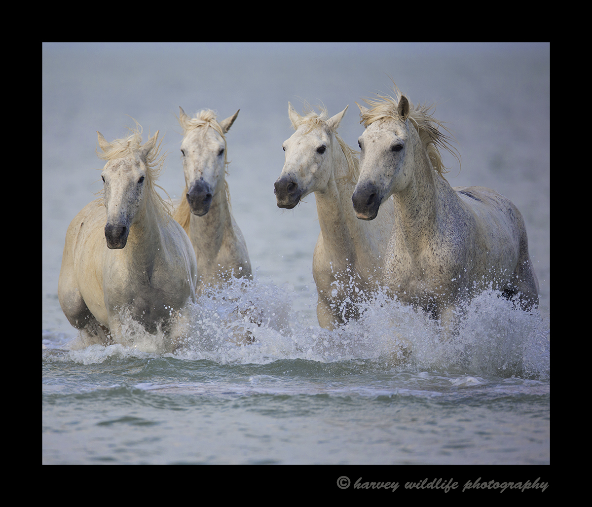 Camargue horses running in the water in Southern France