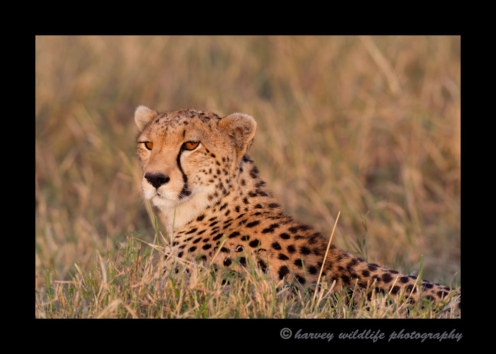 cheetah-IMG_0488