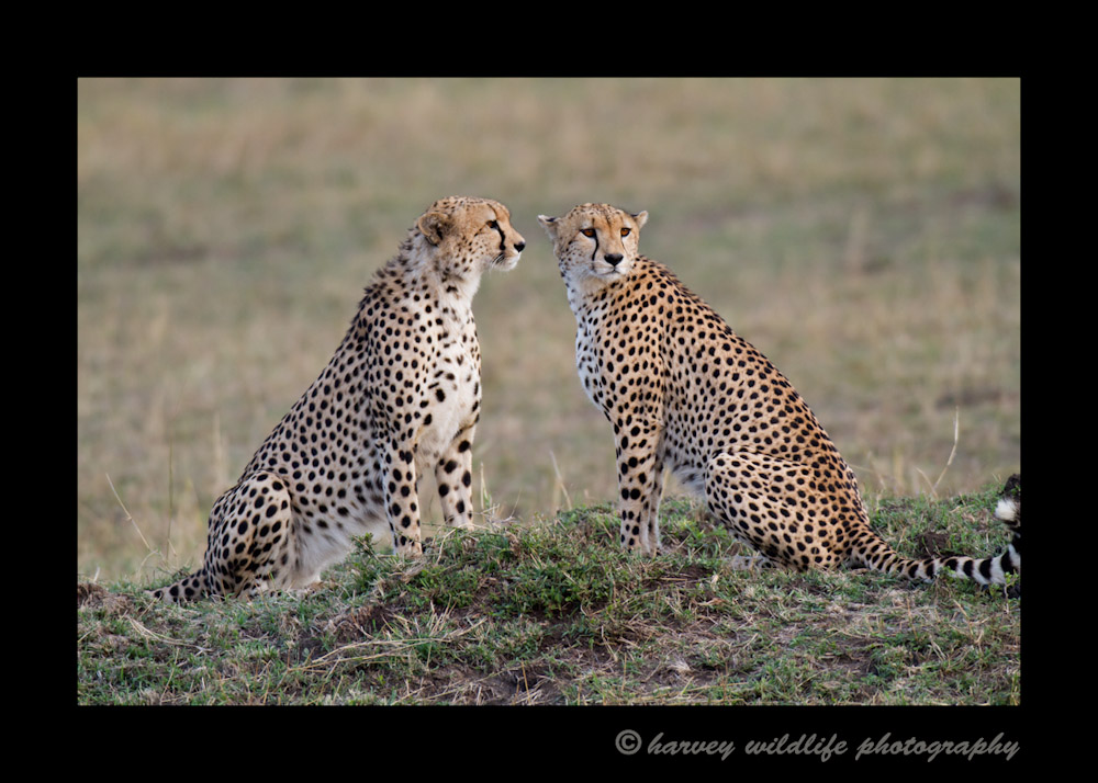 This picture is of two of the three cheetah famous cheetah brothers in the Masai Mara. They can be seen in many documentaries of cheetahs and wildlife in the Masia Mara. Cheetah brothers will form a coalition and stay together their entire lives where as female cheetahs remain solitary, raising cubs and getting together with males for mating purposes only.
