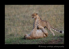 These cheetah brothers enjoy a short play session after their leisurely afternoon nap. It seemed to be a good warm up before chasing down dinner.