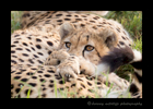 Picture of a cheetah mom and cub relaxing in the Masai Mara, Kenya. Photo by Harvey Wildlife Photography.