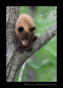 This cinamon bear cub climbs a tree to avoid a big male bear, then watches him from the safety of his perch.