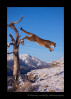 Picture of a cougar jumping out of a tree