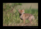 Picture of a coyote pup in a field near Stony Plain.