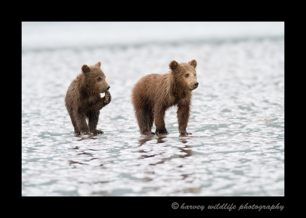 These brown bear cubs take a short break, then run to catch up to mom. They are on the ocean floor at low tide to dig for clams.