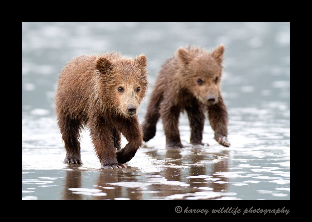 These two brown bear cubs were running across the ocean floor at low tide in an attempt to catch up to mommy so she could dig up some clams for them.