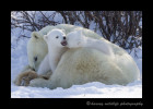 cubs-playing-on-mom-12
