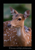 female-spotted-deer