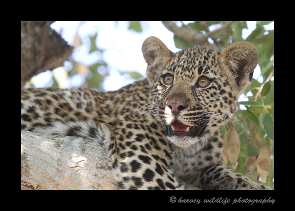 four_month_old_leopard_cub