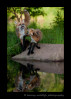 Wildlife model red fox in Minnesota, USA.