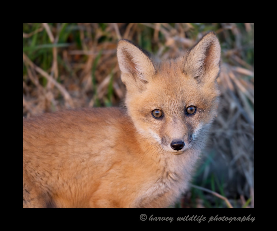 fox_2014