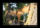 Fox In Tree