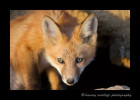 After my photo shoot was over and my car was packed I decided to take a few more pictures of the fox kits in case they were still out of the den. As I was passing by two foxes were still curious, so I stopped to snap off a couple more images. 
