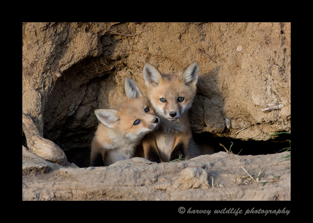 fox_kit_duo