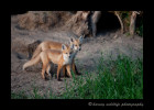 Fox Kits in the Evening