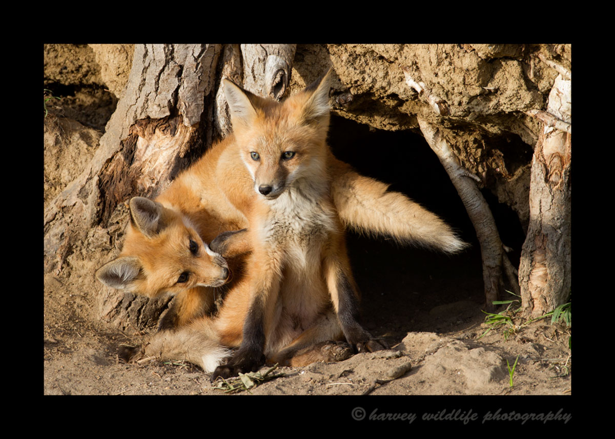Picture of fox kits playing near Stony Plain, Alberta. One sibling is confused and bites himself in the leg. Photo by Harvey Wildlife Photography