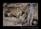 All four fox kits get involved in a little play session. The fox kits are getting more fun to watch week to week as they get older and more active.