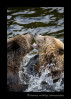 These young male grizzlies practice fighting in the shallow water at Knight Inlet.