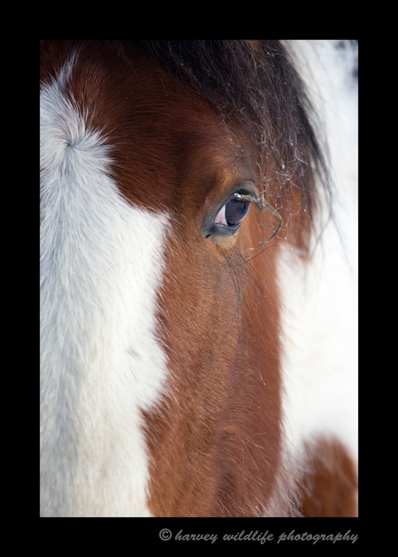 horse_eye_portrait