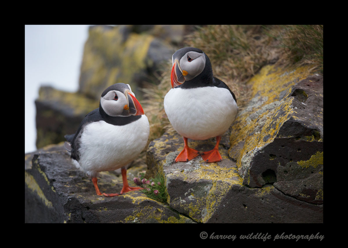 Icleandic Puffin Couple