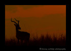 impala_sunset_2