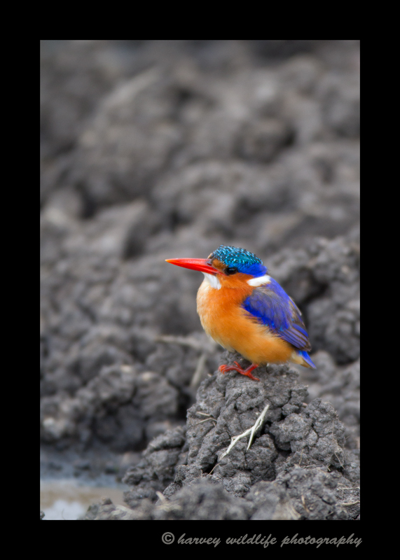 kingfisher_masai_mara