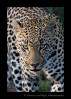 This leopard is a large male who at the time this picture was taken was still with his mommy. When he went on his own, due to his size, he would own a large territory.