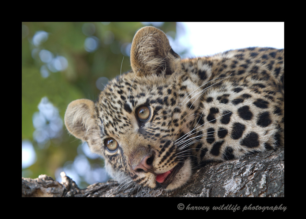 Four month old leopard cub picture