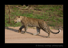 Female leopard in South Africa.