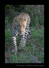 Picture of leopard walking