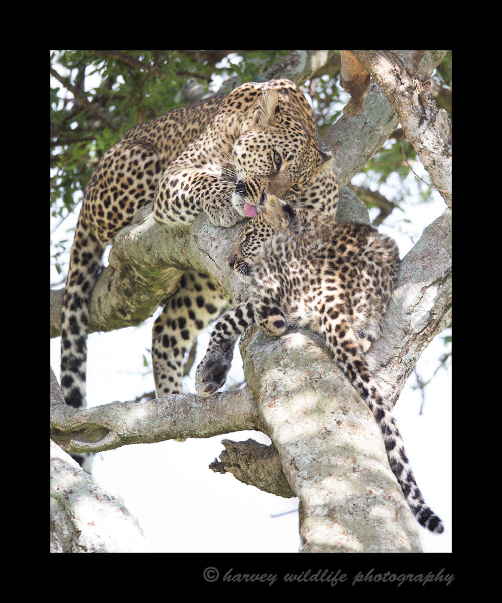 picture of Bahati, a leopard mom and her cub in a tree in the Masai Mara. Photo by Harvey Wildlife Photography.