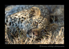 Picture of a four month old leopard cub resting in the grass.