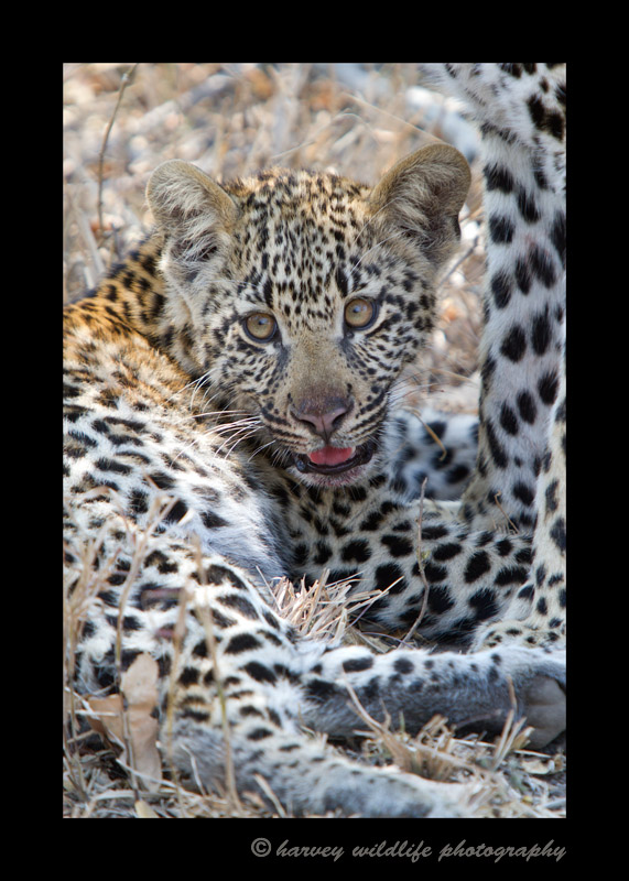 leopard_cub_and_mom