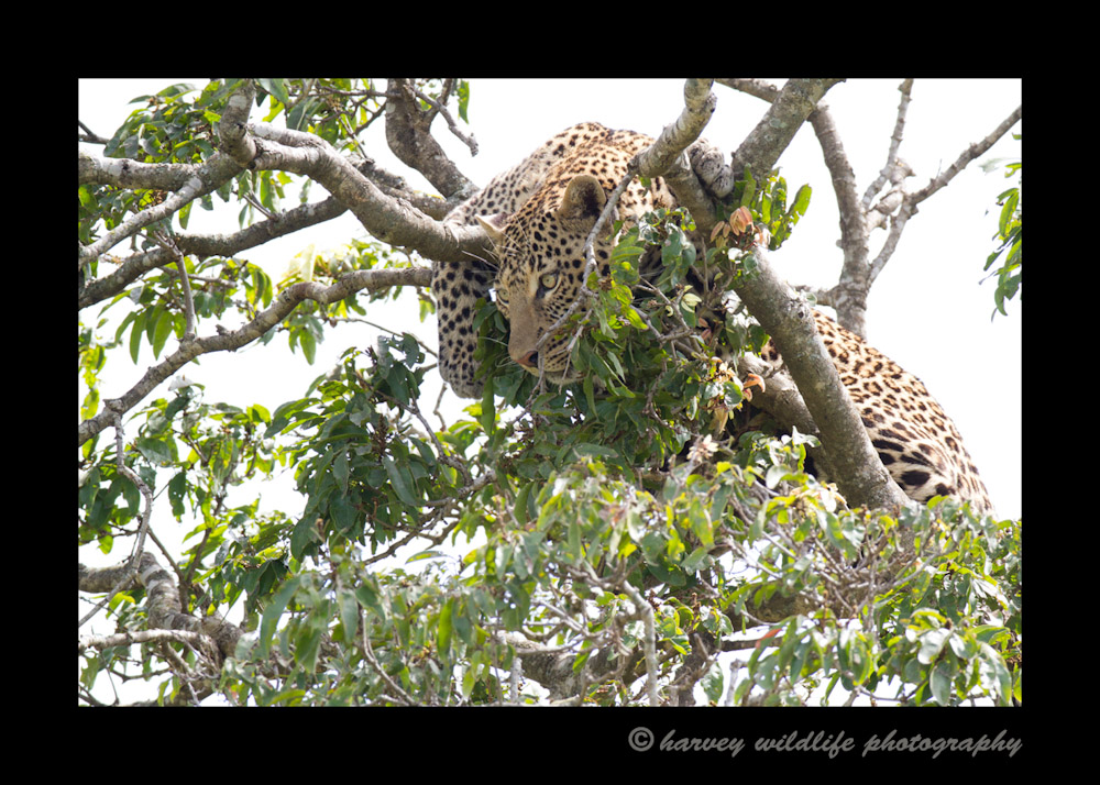 leopard_in_tree