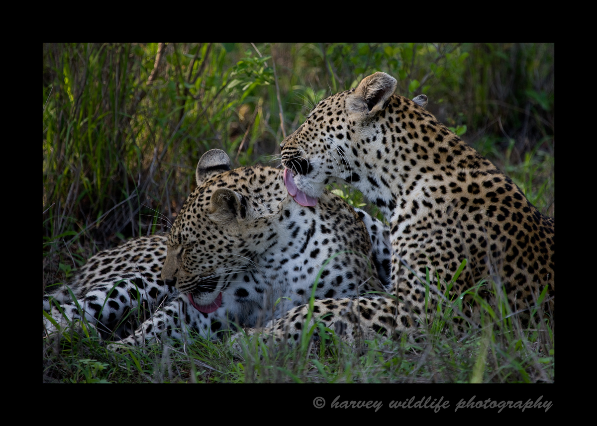Female leopard grooming her son in South Africa, 2008.