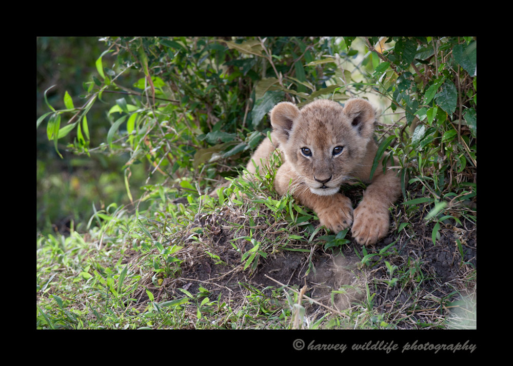 Male and female lion cubs look quite similar at this age, but it is amazing how differently they can act. We believe this is a female lion cub. She was just more dainty, less of a fighter and had pretty eyes.