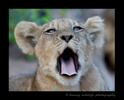 Lion Cub Yawn