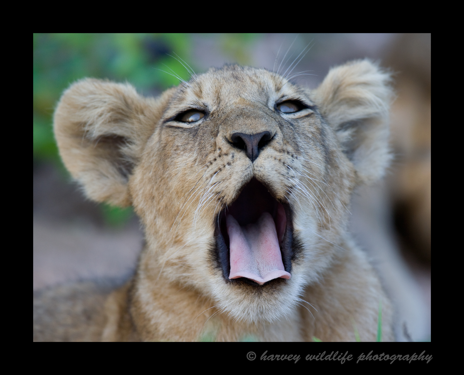 Picture of a lion cub yawning