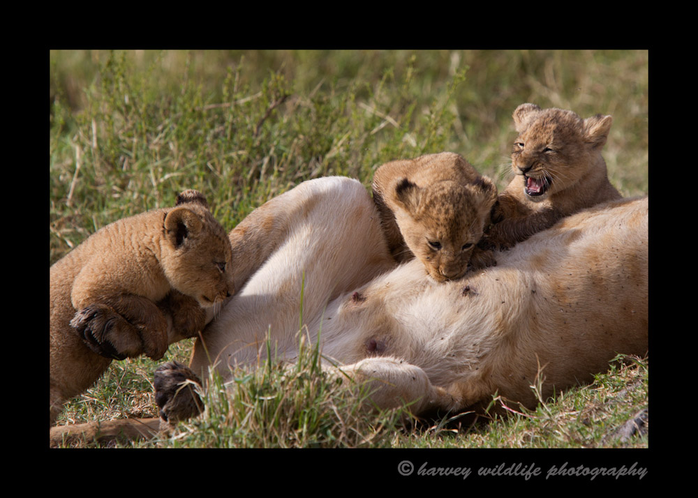 lion-cubs-nursing
