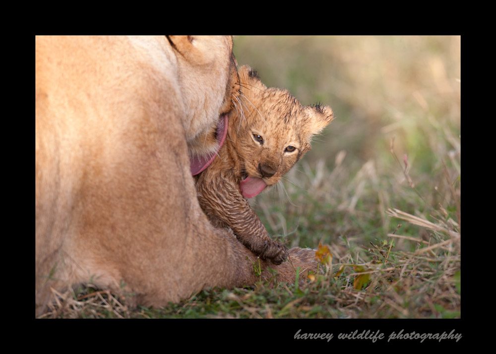 lion-mom-and-cub