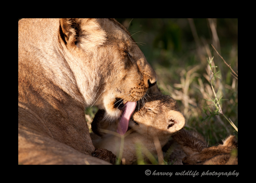 lion-mom-and-cub-3