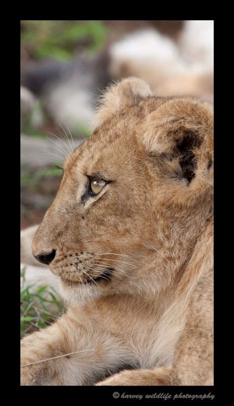 lion_cub_profile_19x36