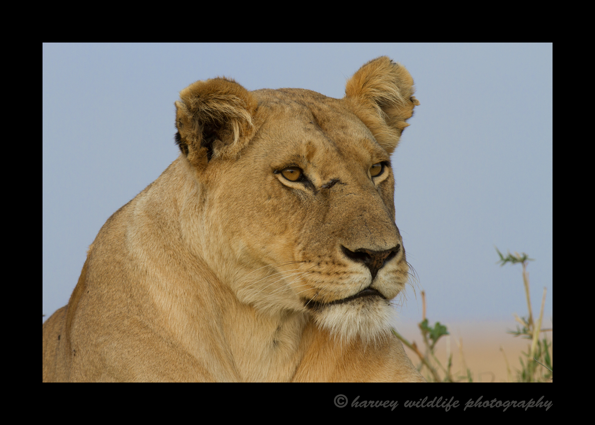 lioness_Masai_Mara