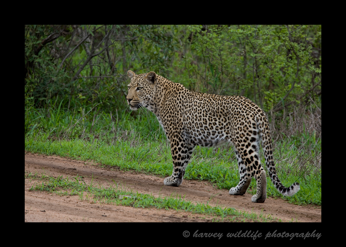 We saw this male leopard strutting his stuff on a safari road in Mala Mala, South Africa.