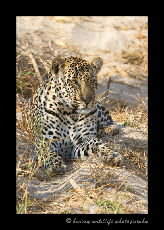male_leopard