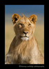 Portrait of a juvenile male lion in the Masai Mara, Kenya